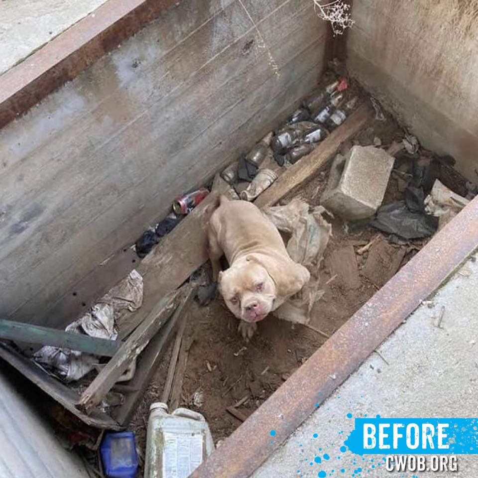 sad pitbull trapped in the hole