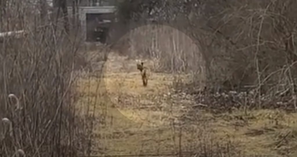 saving the family of a small dog
