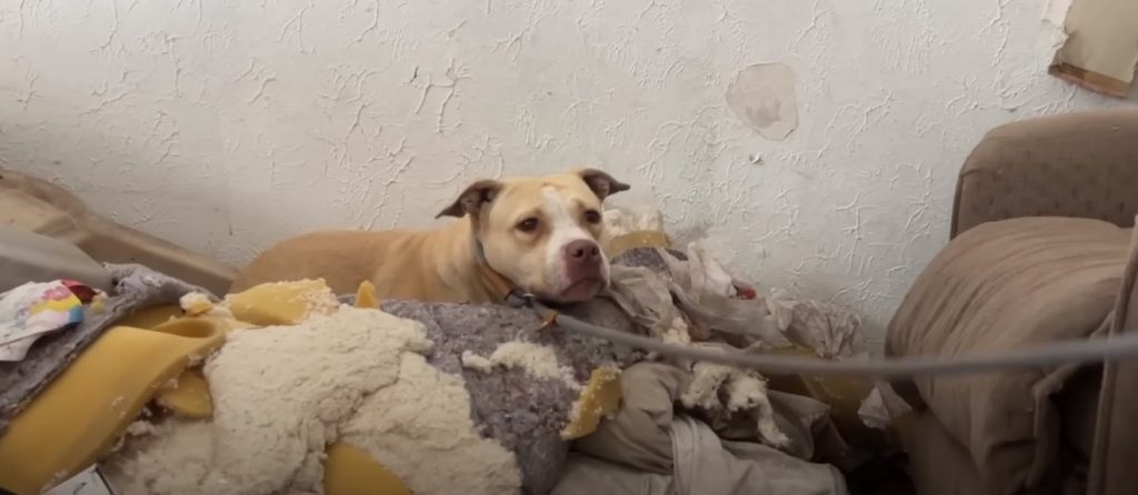 scared dog