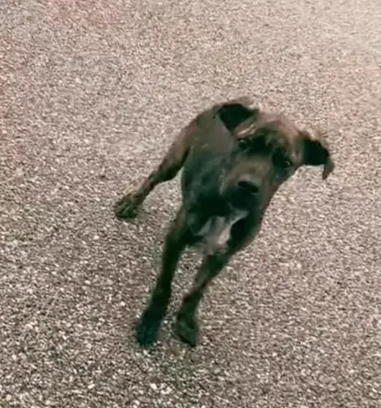 scared stray dog