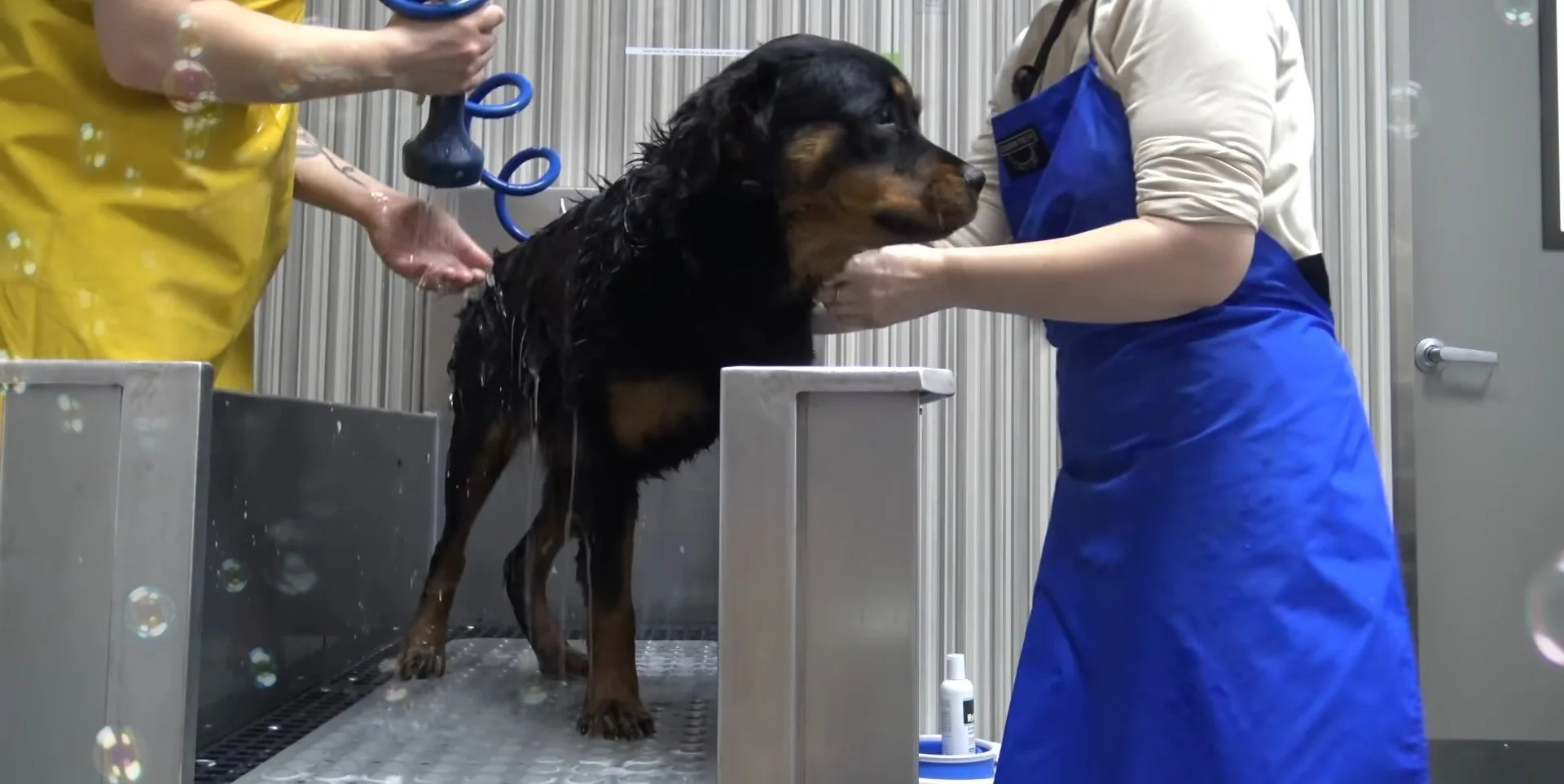 shelter workers washing rottweilers