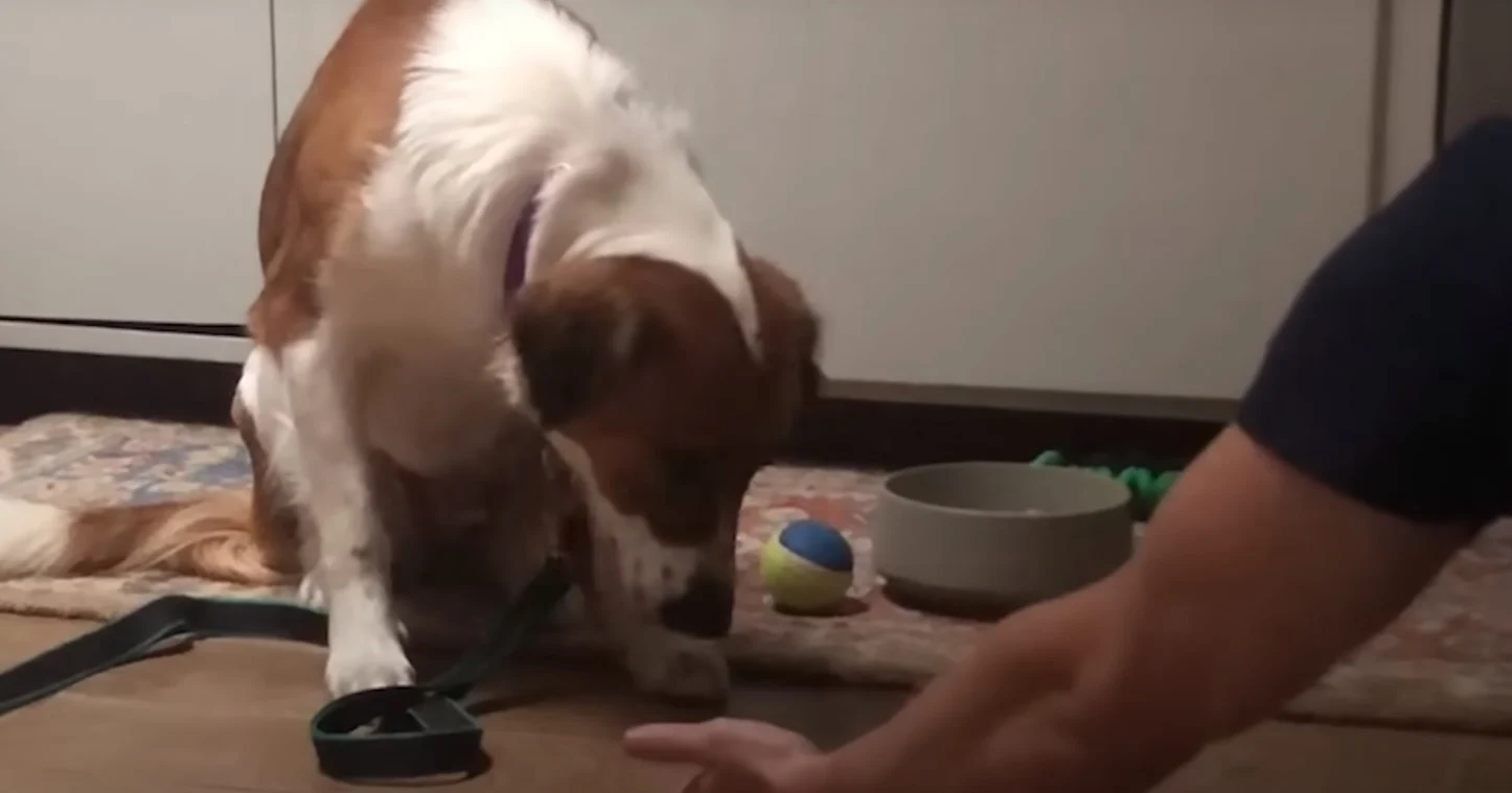 shy dog and guy