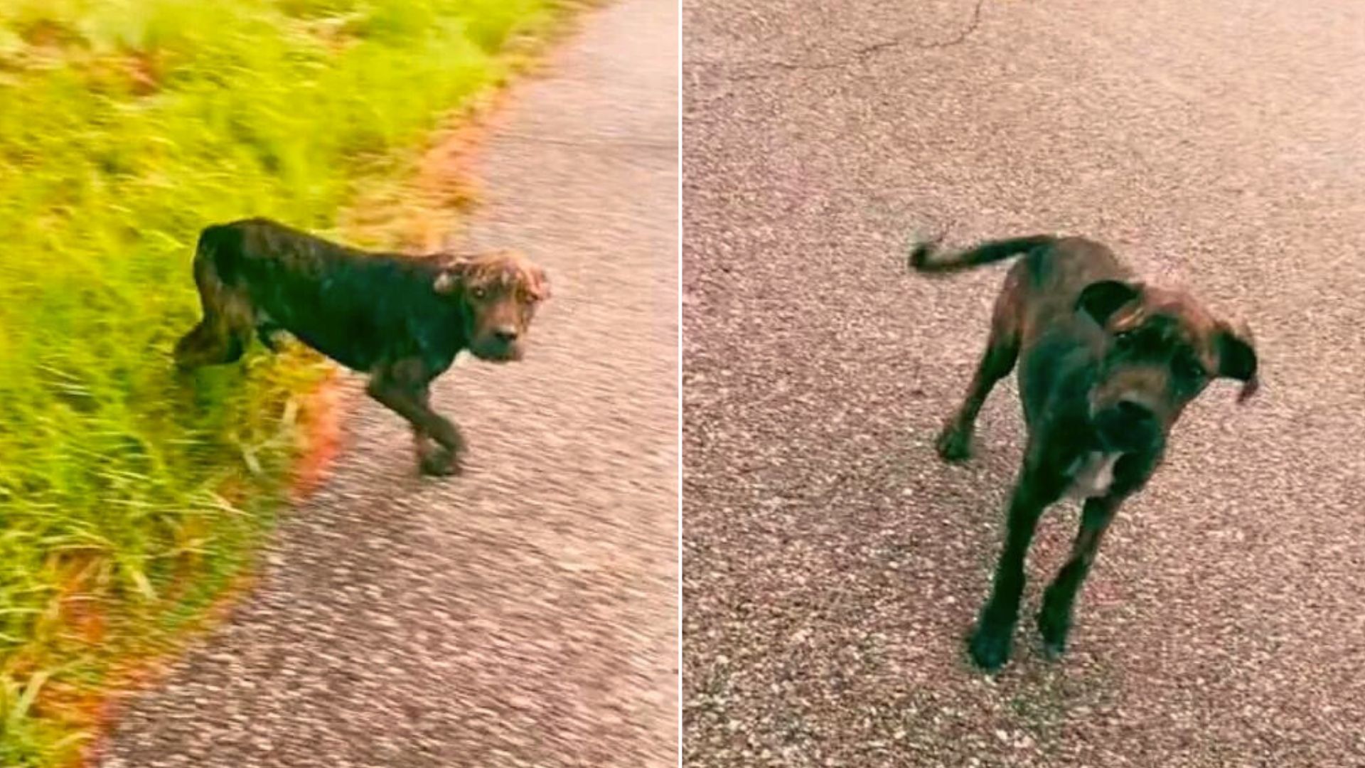 The Reason Behind This Dog Stopping A Woman’s Car Will Break Your Heart