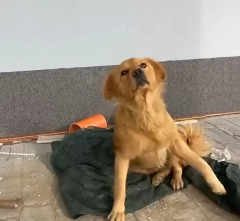 perro callejero sentado al aire libre