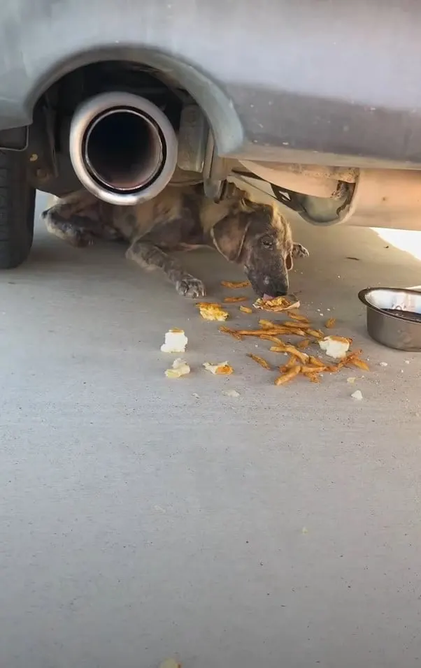 the dog is lying and eating under the car