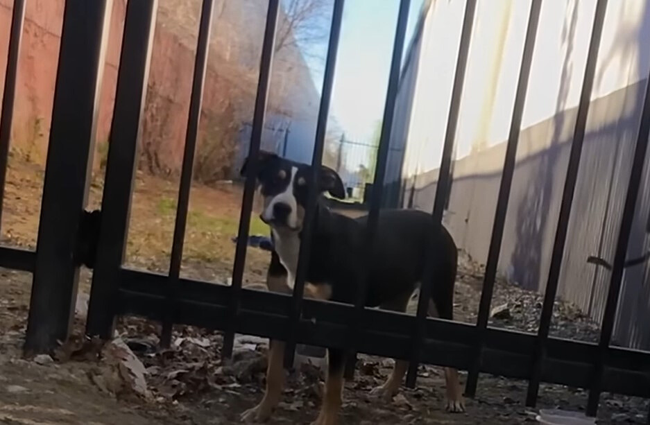the dog is standing in the garden behind the fence