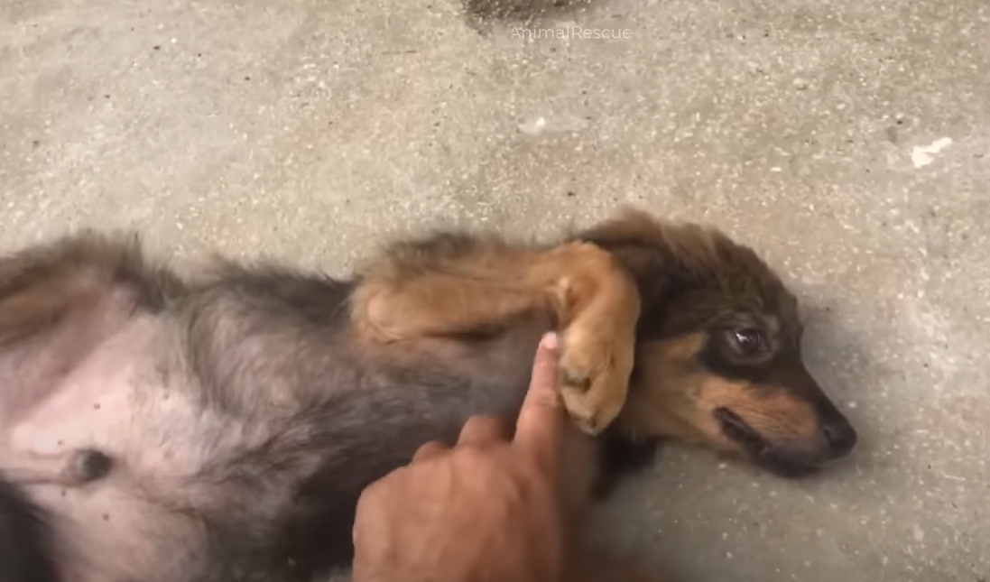 the dog lies on the pavement and enjoys being petted