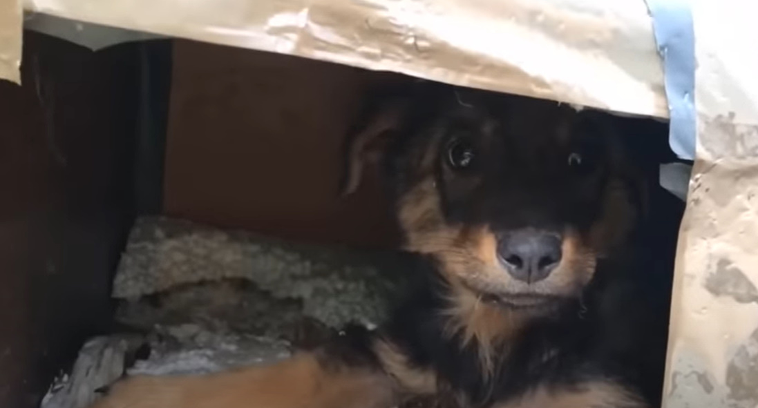 the dog peeks out of the cardboard box