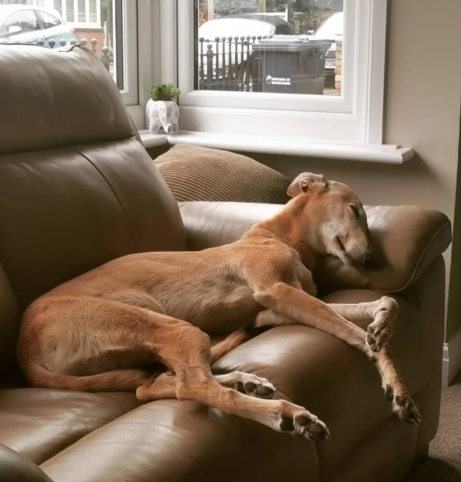 the dog sleeps on the brown leather sofa