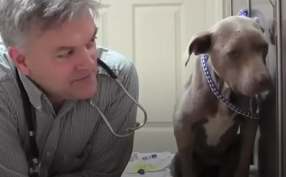 the dog turns its head away from the vet