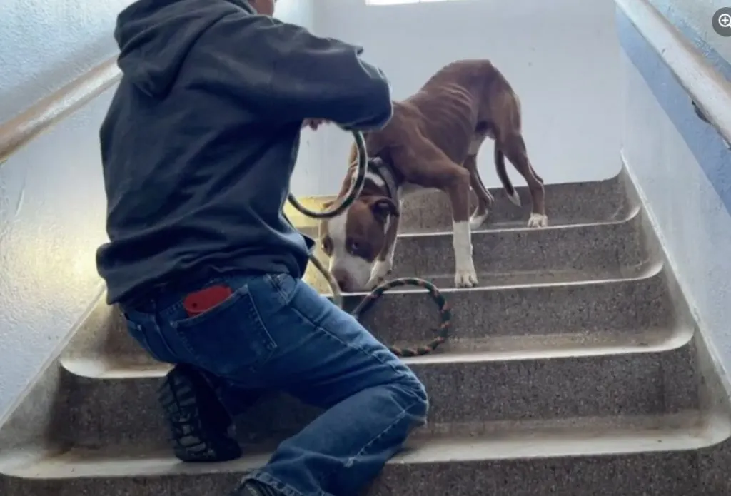 the man on the stairs wants to put a leash on the pit bull