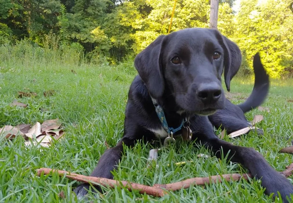 the puppy is lying on the grass next to the twig it is playing with