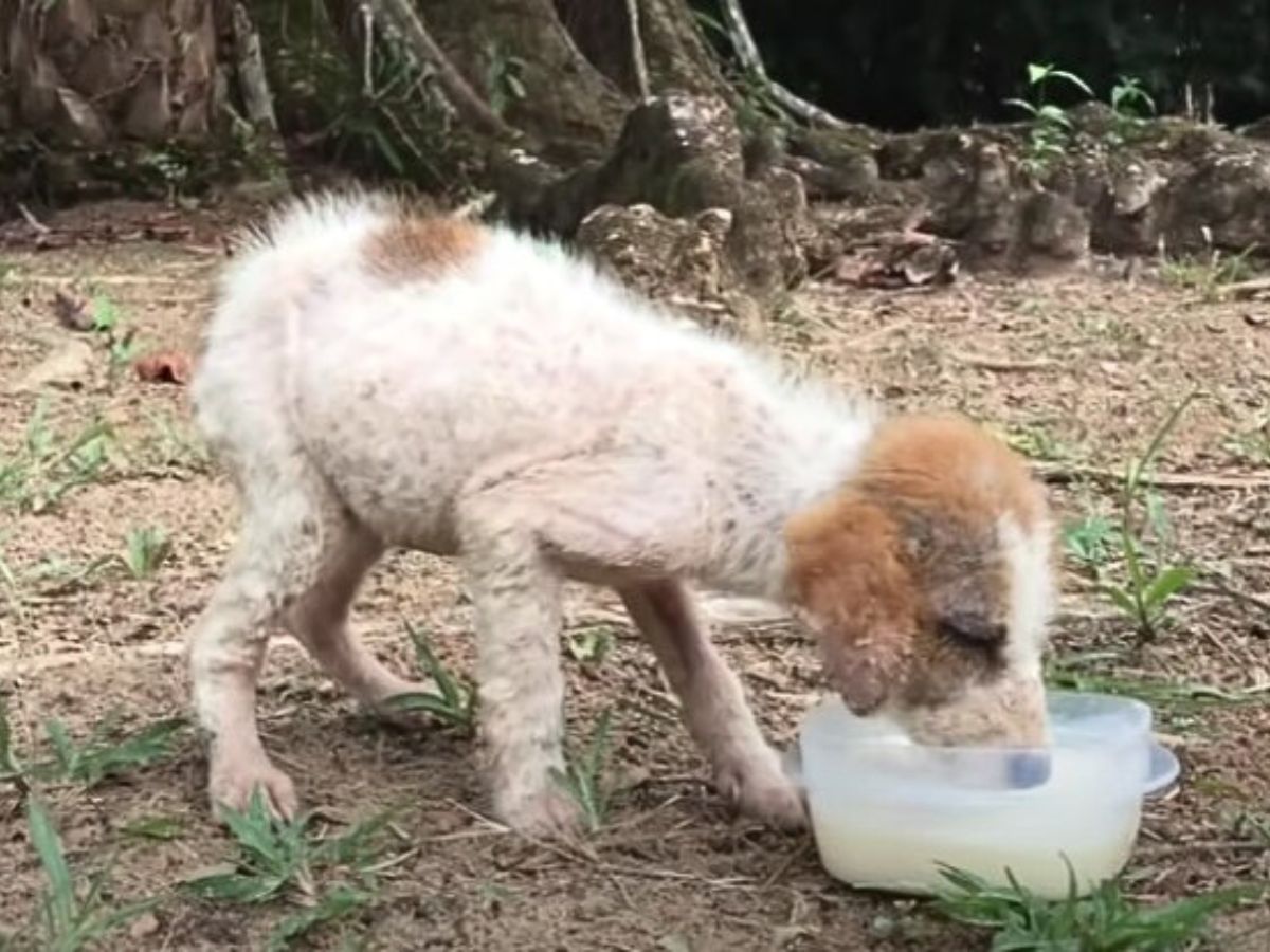 the rescued dog drinks water from a plastic container