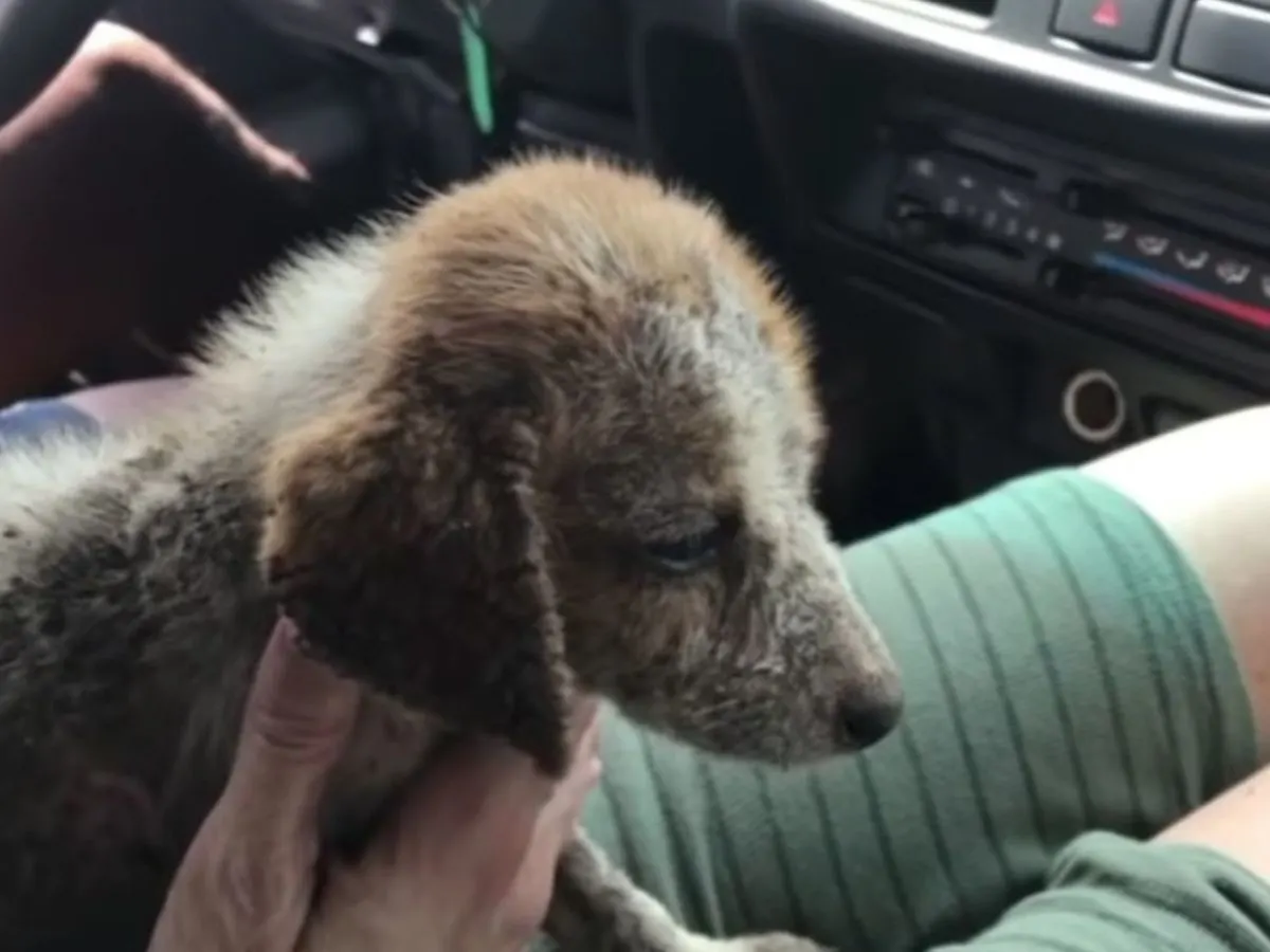 the rescued puppy is riding in the car