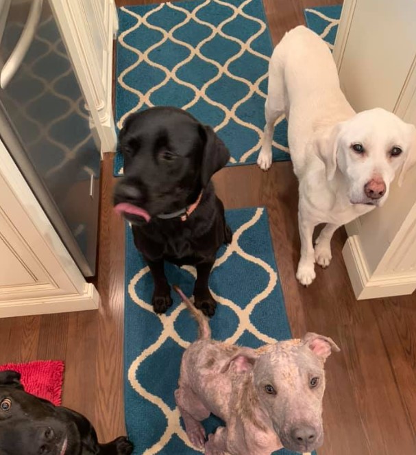 the sick dog sits with other dogs in the hallway of the house