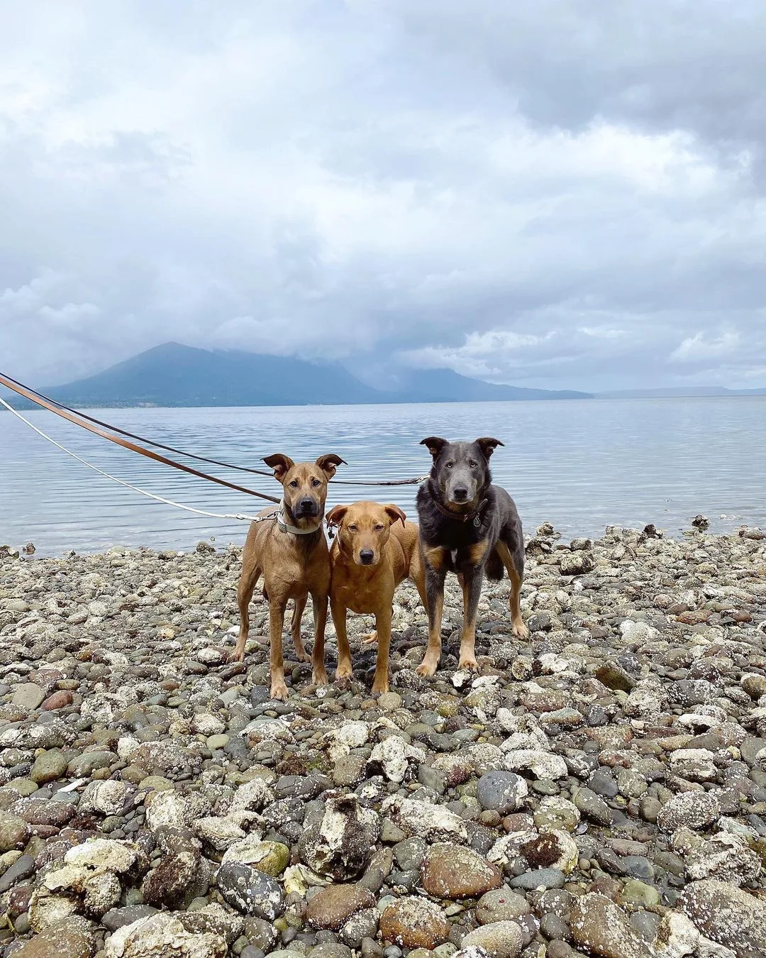 tres perros en la playa