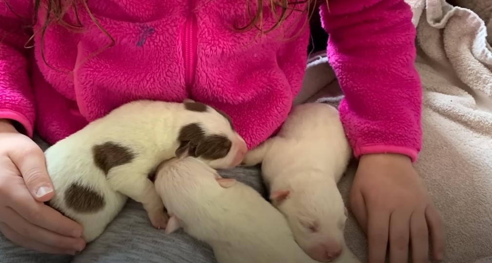three newborn puppies sleeping on a little girl