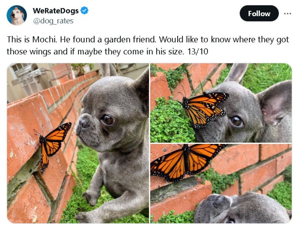 twitter post of the dog and butterfly