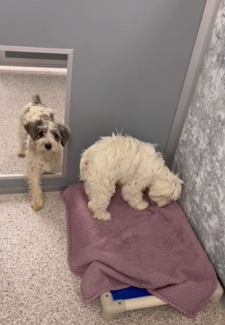two cute dogs approach the blanket