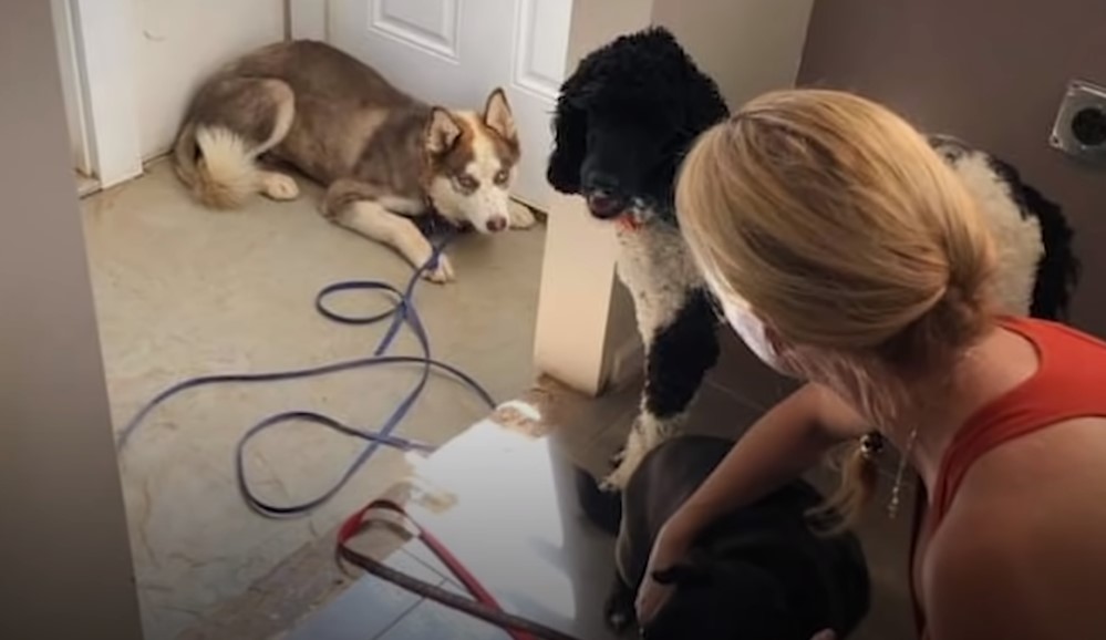 a black and white dog and the owner looking at another dog that is hiding in the corner 