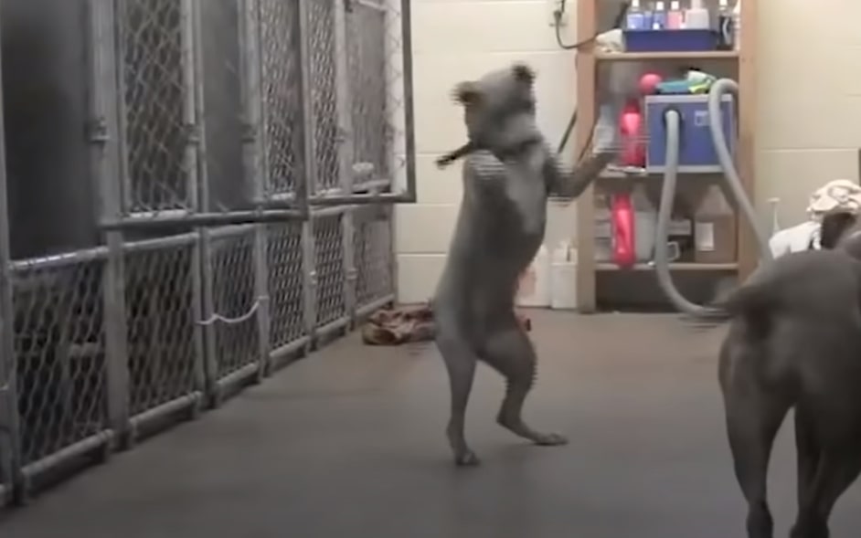 two dogs are playing in the asylum