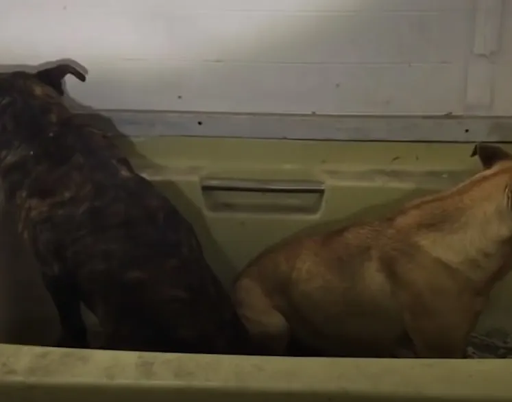 two dogs in a box with their backs to each other