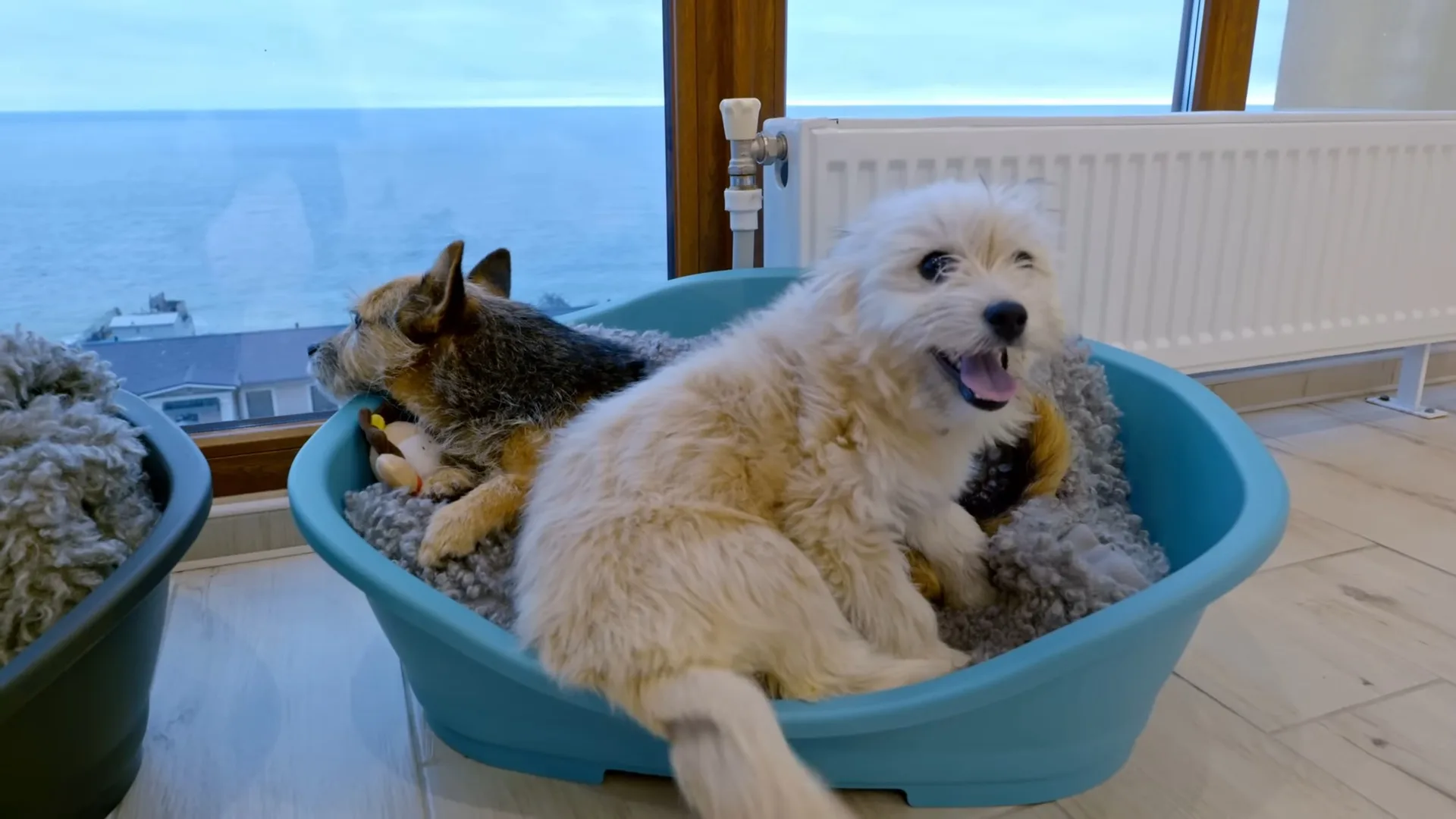 dos perros en una cama para perros