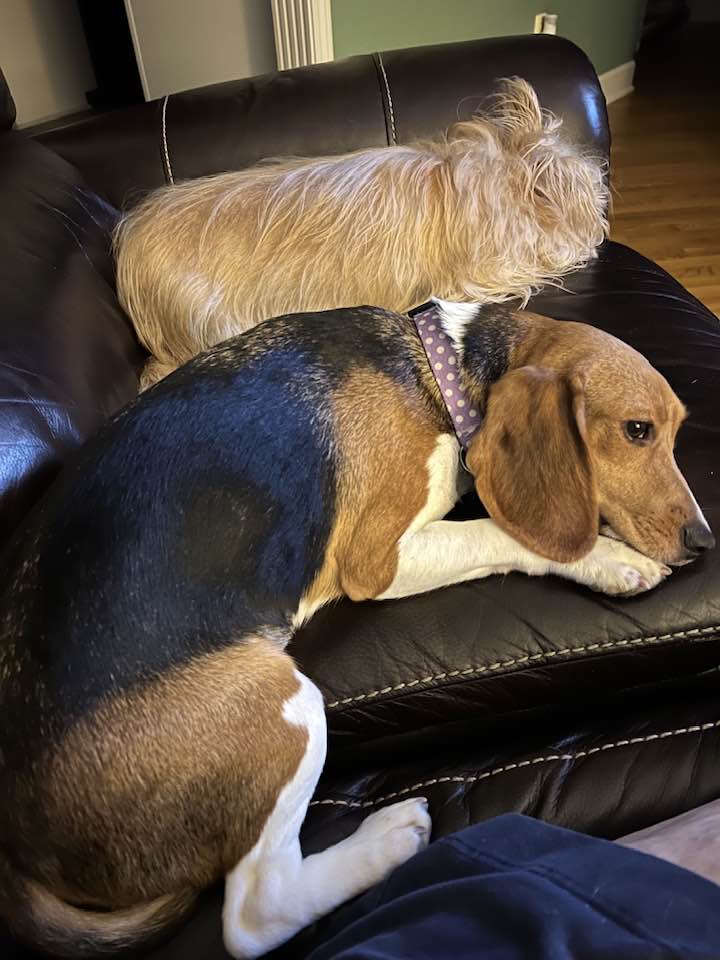 two dogs laying down on the couch