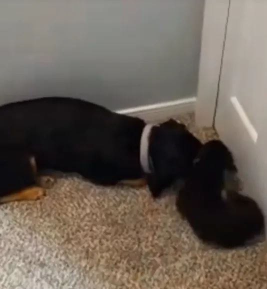 two dogs lying in a corner