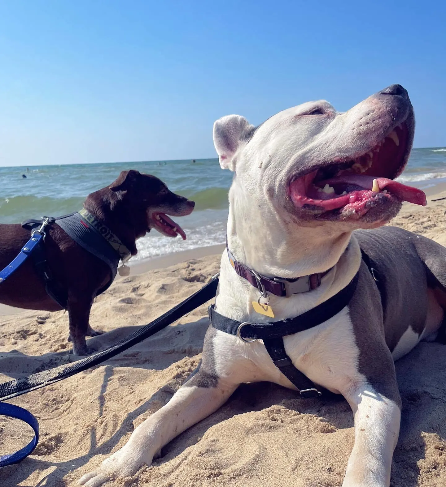 two dogs on the beach