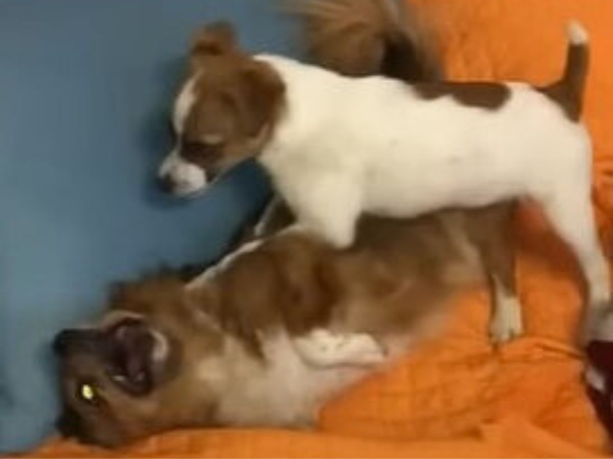 two dogs playing