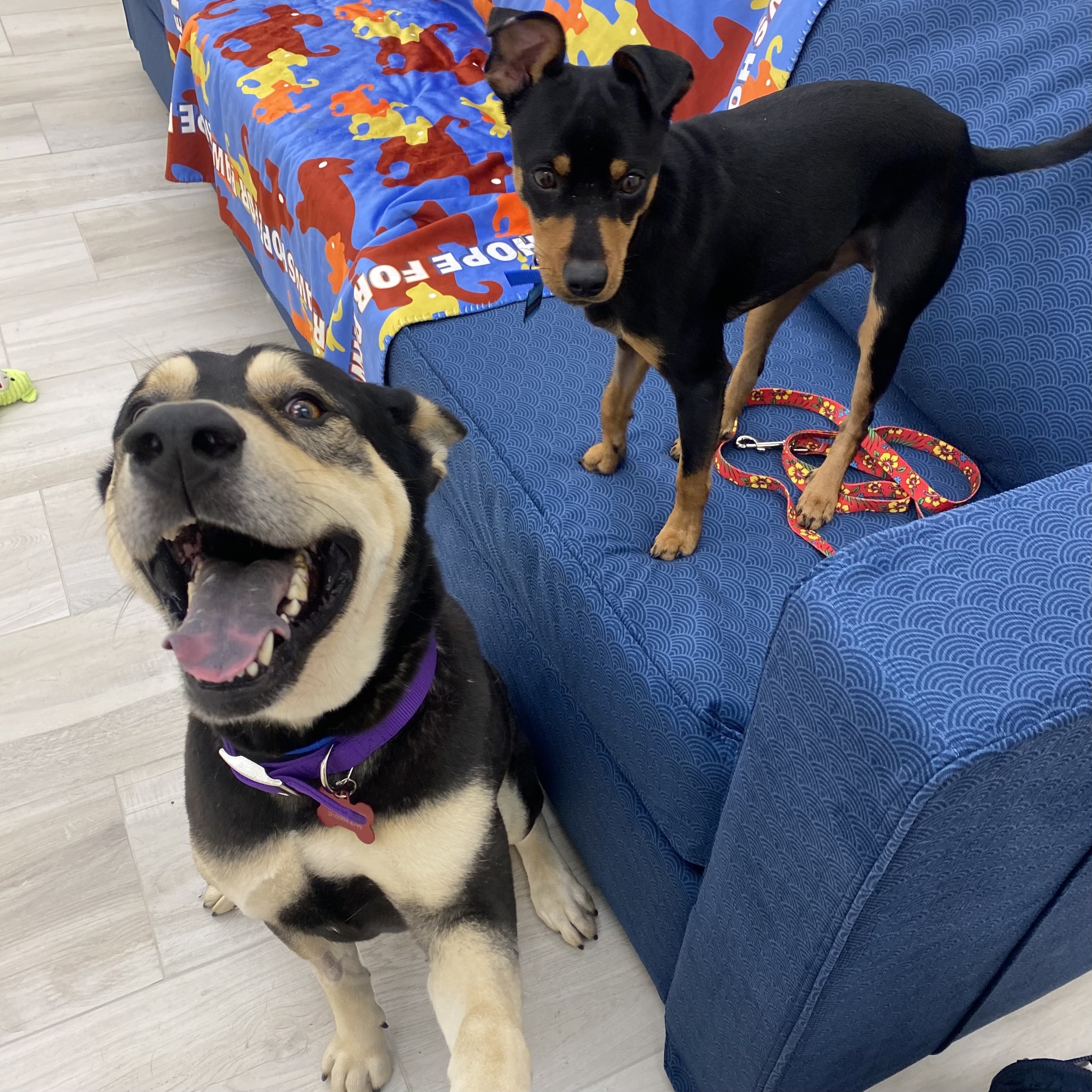 two happy dogs in the house