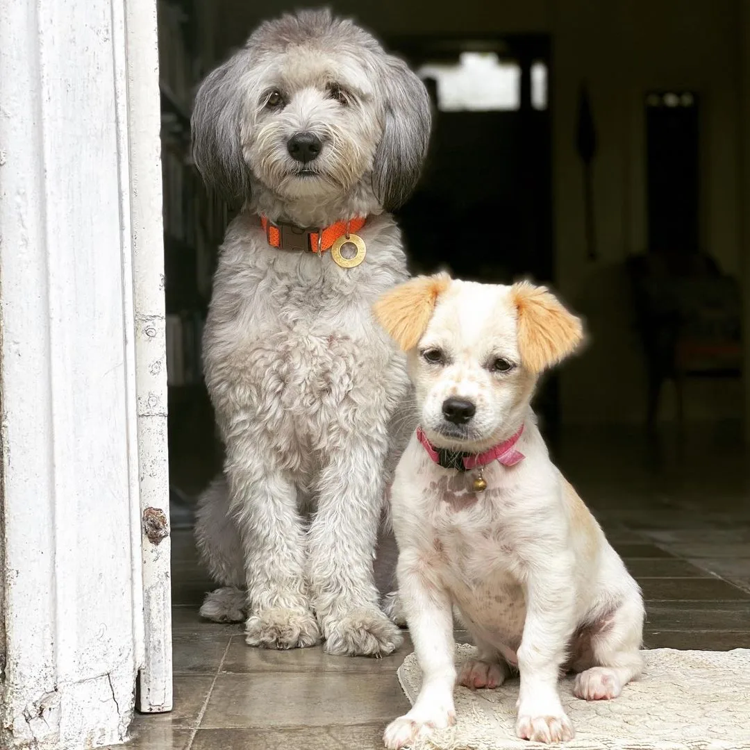 two healthy dogs standing