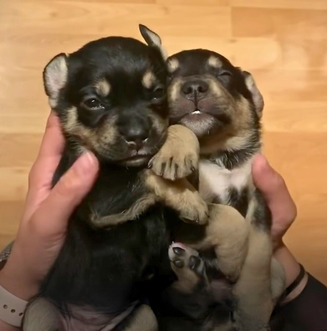 two puppies being held