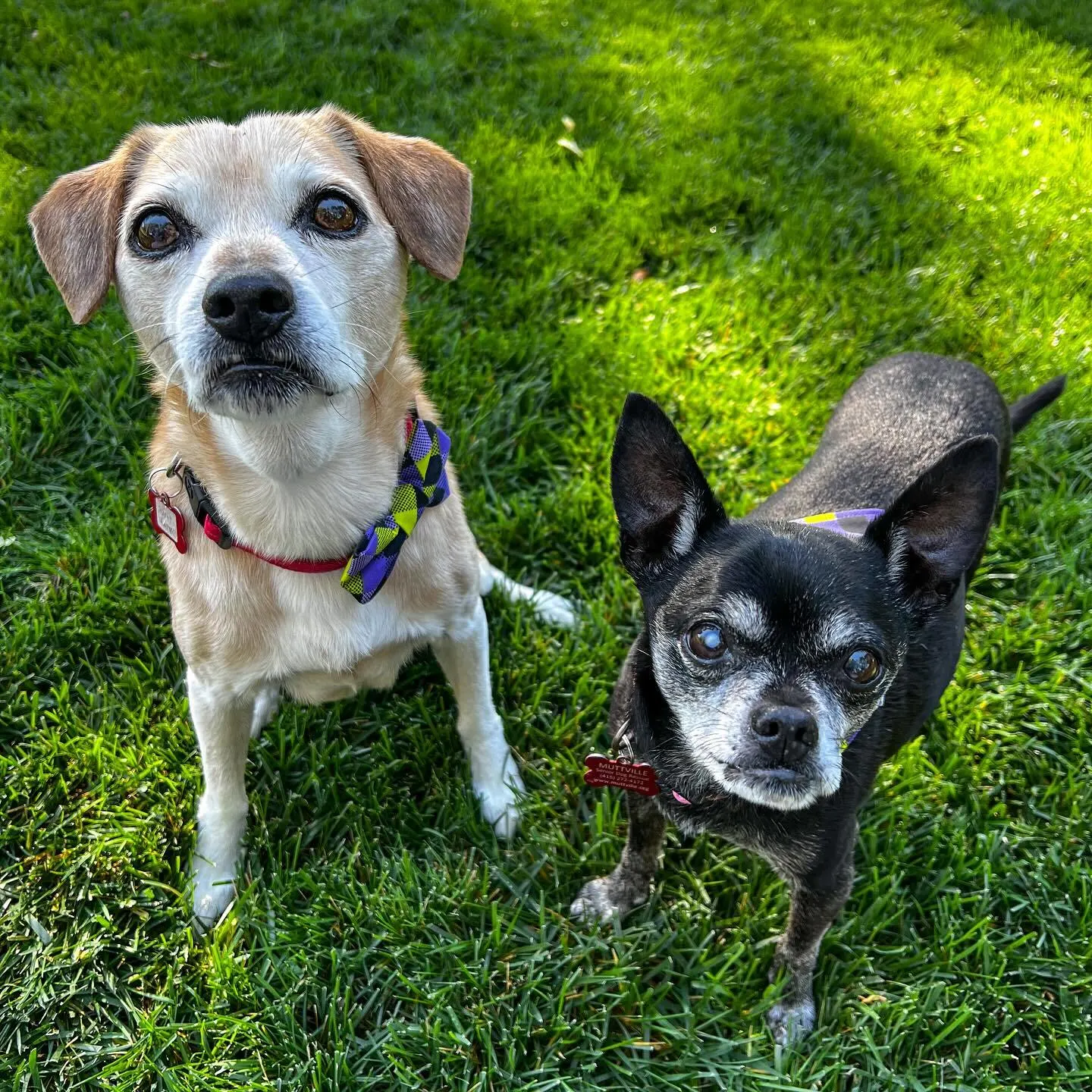 two tiny dogs on the green grass
