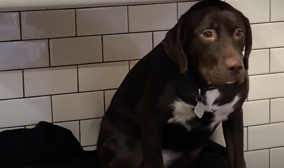 very sad dog