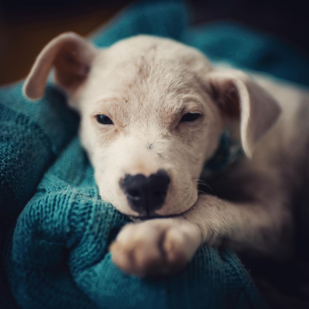 white puppy laying on a blue blanket