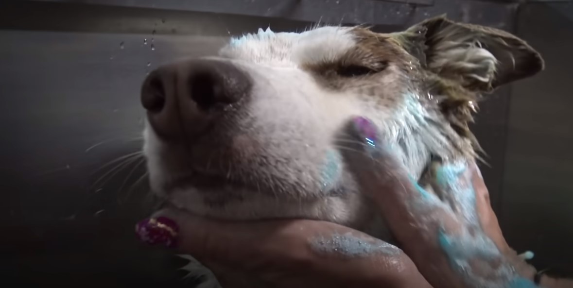 woman with pink nails bathing the dog