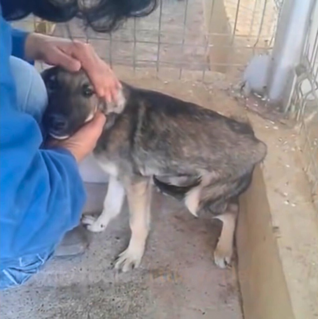 woman in blue petting scared puppy