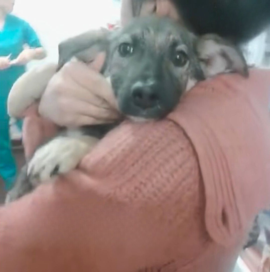 woman wearing pink sweater hugging small puppy