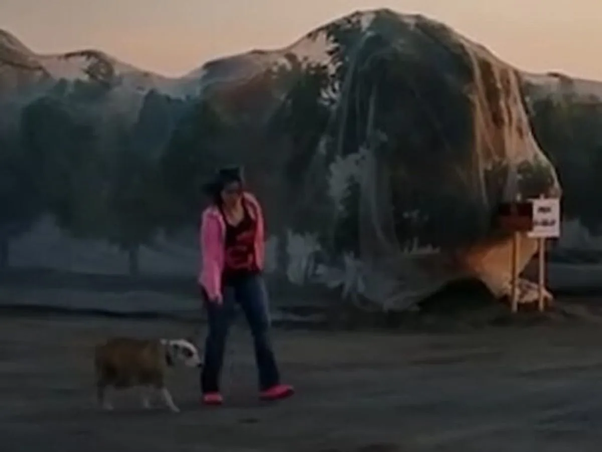 woman walking the dog on a leash