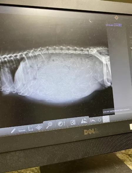 X-ray of the dog's belly