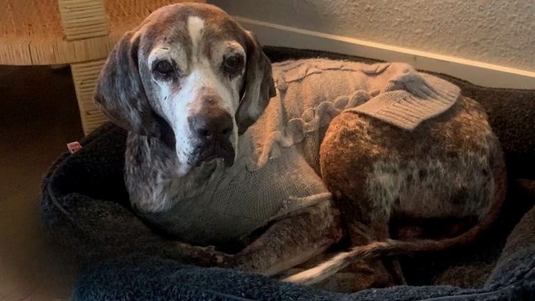 senior rescue dog lying