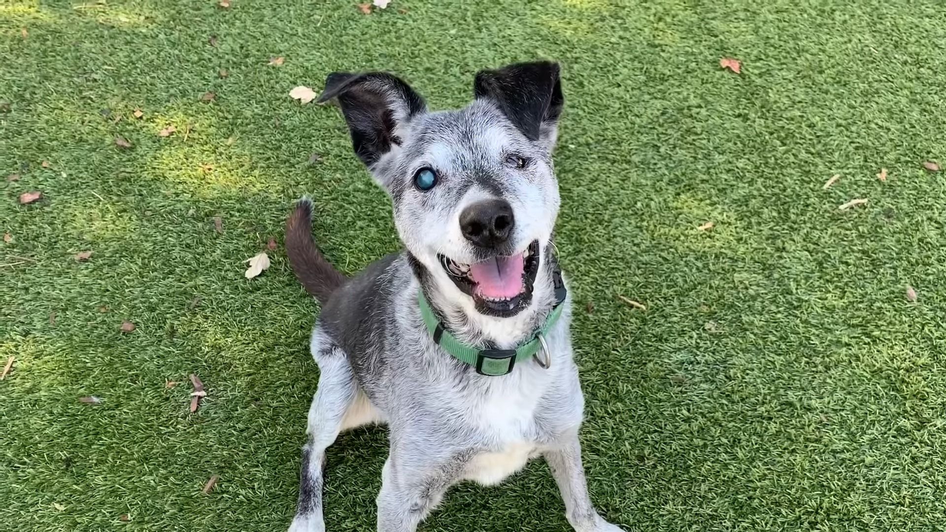 19-Year-Old Pup Smiles When He Finds A New Home After Being Abandoned