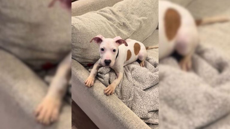 photo of a puppy on a couch