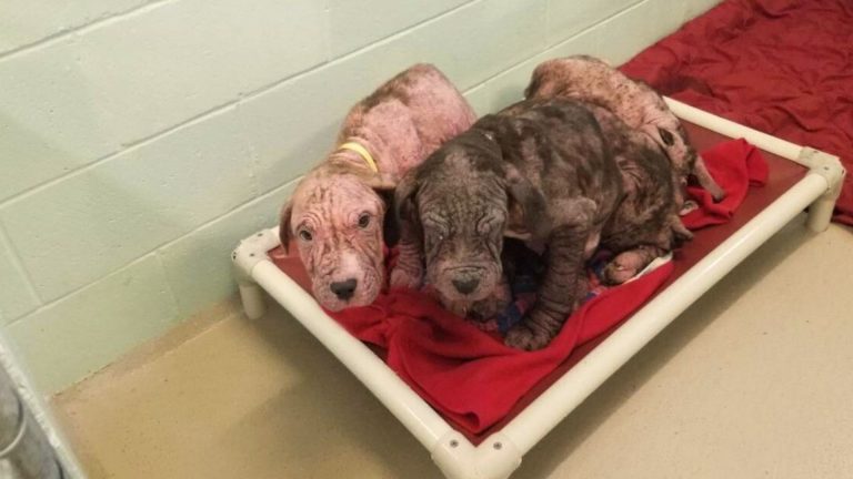 abandoned puppies