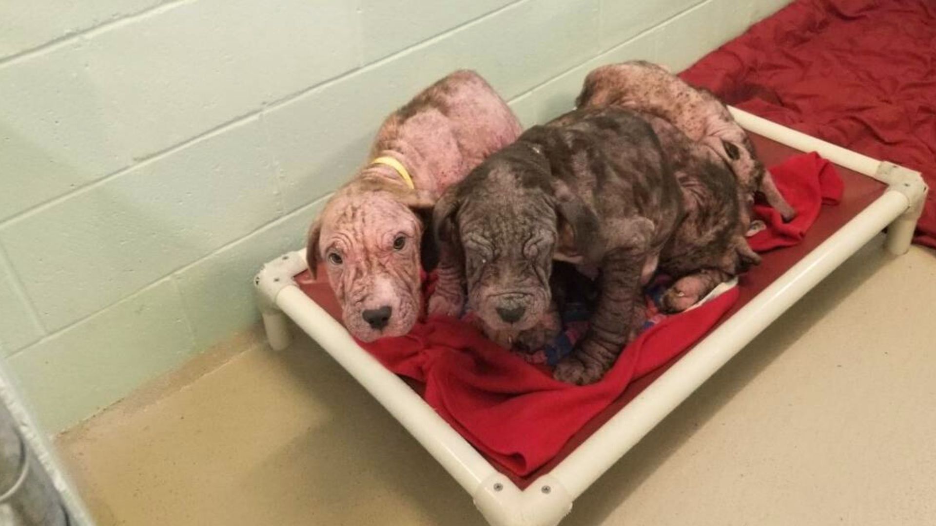 5 Bald Puppies Found On Side Of Road Greeted Their Rescuers With So Many Kisses