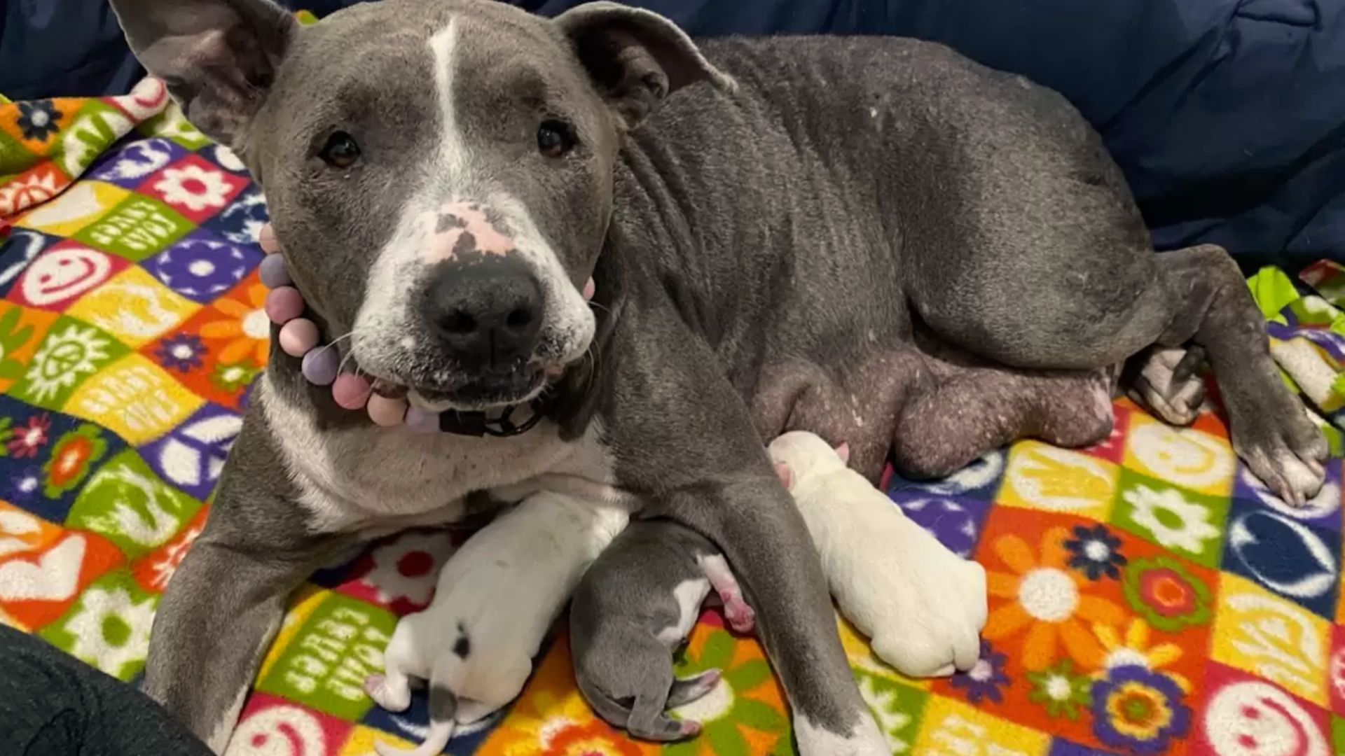 Couple Adopted A Senior Pitbull And Soon Learned About The Secret She Was Carrying