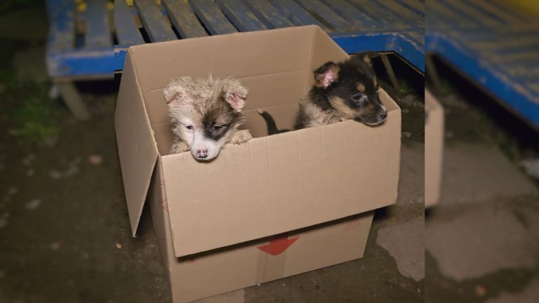 two puppies peeking out of a cardboard box