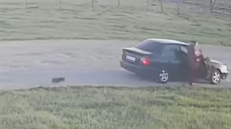car, dog and woman